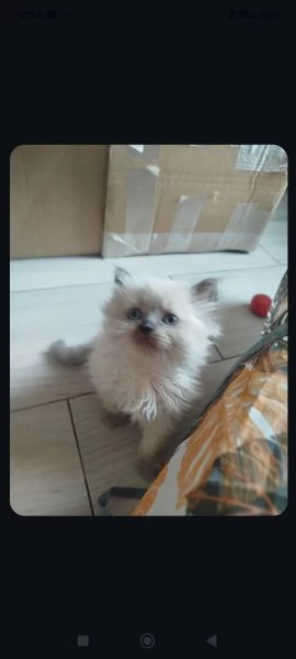 Vendita cuccioli di gatto persiano 