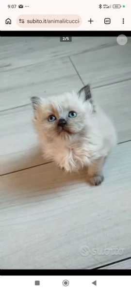 Vendita cuccioli di gatto persiano  | Foto 5