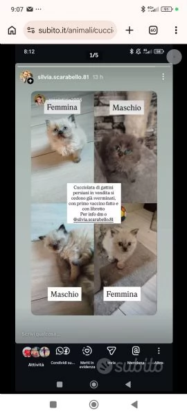 Vendita cuccioli di gatto persiano  | Foto 4