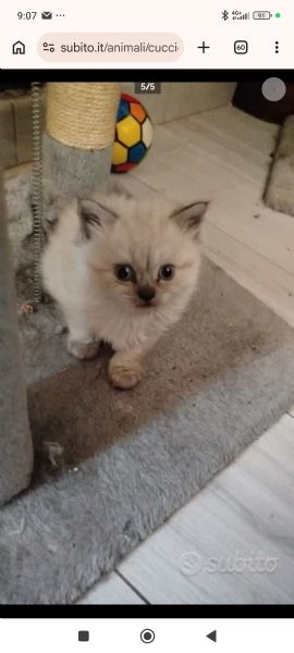 Vendita cuccioli di gatto persiano  | Foto 3