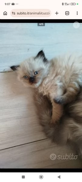 Vendita cuccioli di gatto persiano  | Foto 2
