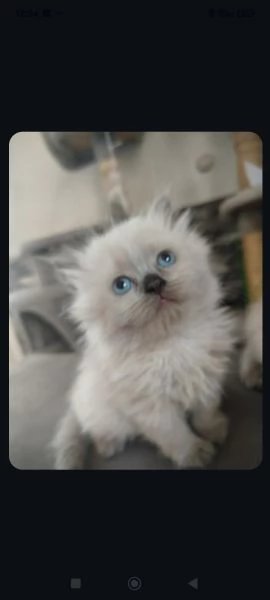 Vendita cuccioli di gatto persiano  | Foto 1