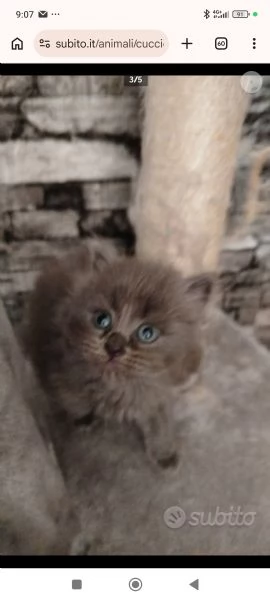 Vendita cuccioli di gatto persiano  | Foto 0