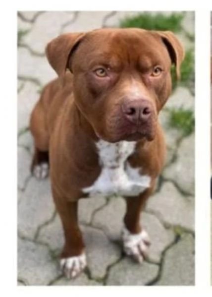 Zorro cerca casa | Foto 2