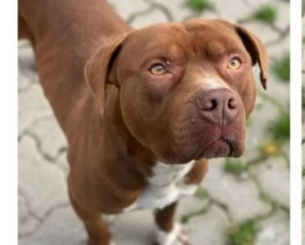 Zorro cerca casa | Foto 1