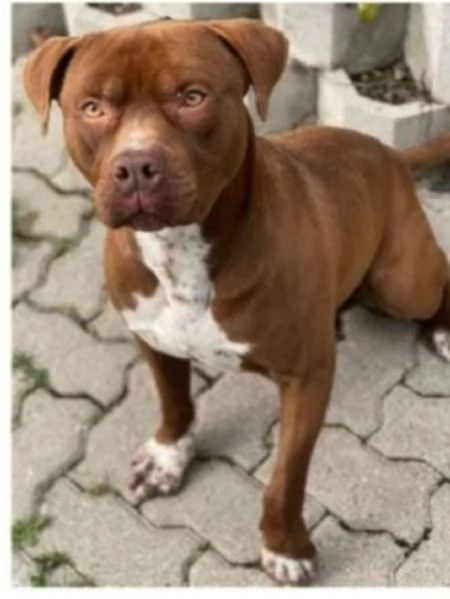 Zorro cerca casa | Foto 0