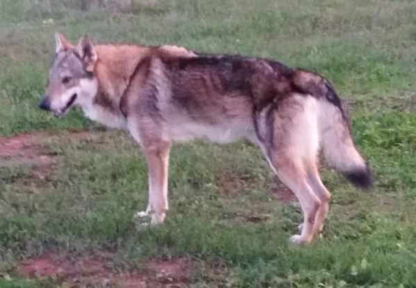 Cane da Lupo Cecoslovacco super cuccioli PEDIGREE 