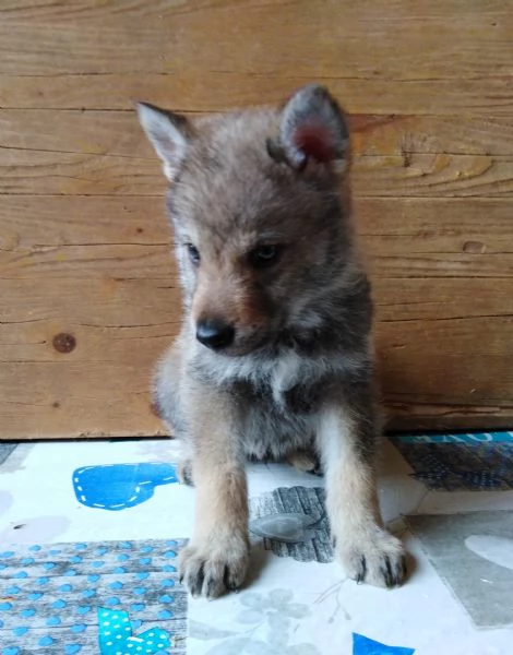 Cane da Lupo Cecoslovacco super cuccioli PEDIGREE  | Foto 3