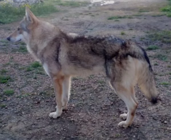 Cane da Lupo Cecoslovacco super cuccioli PEDIGREE  | Foto 0