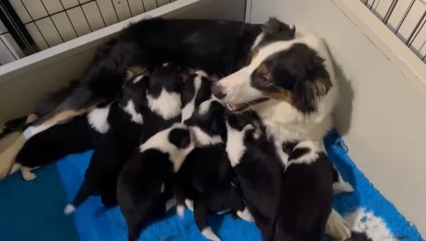 Border collie cuccioli disponibili  | Foto 5