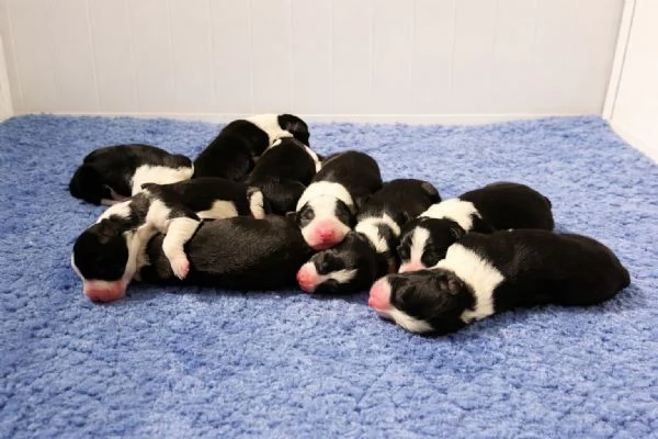 Border collie cuccioli disponibili  | Foto 4
