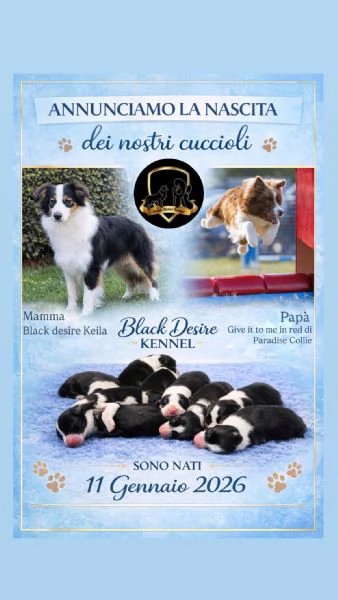 Border collie cuccioli disponibili  | Foto 3