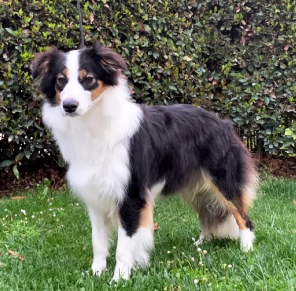 Border collie cuccioli disponibili  | Foto 2