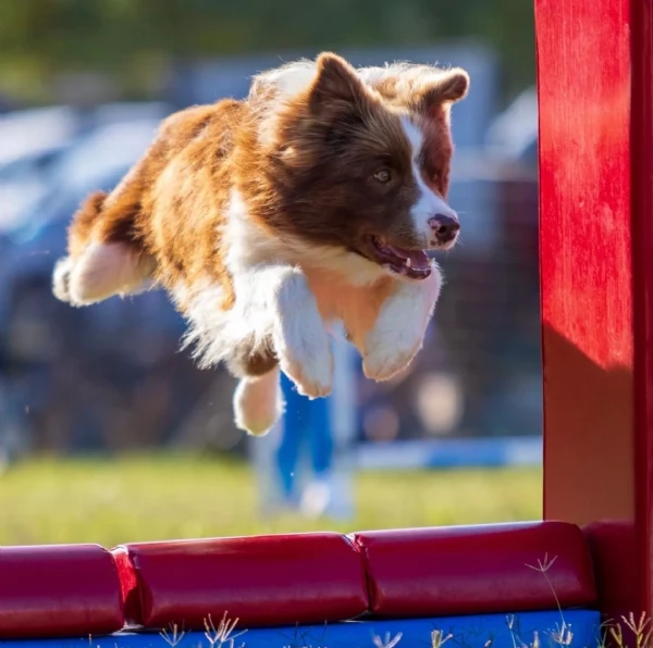 Border collie cuccioli disponibili  | Foto 1