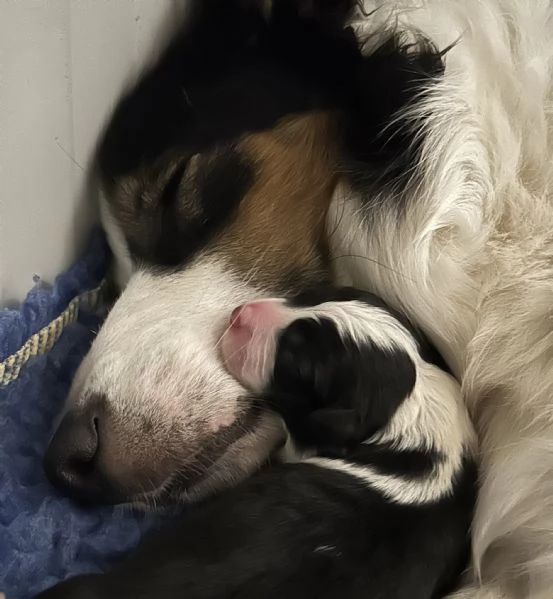 Border collie cuccioli disponibili  | Foto 0