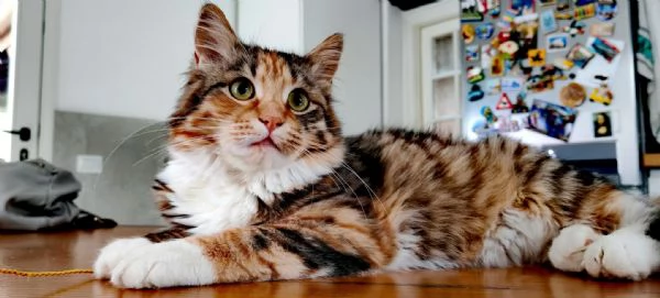 gattini siberiani cercano casa | Foto 5