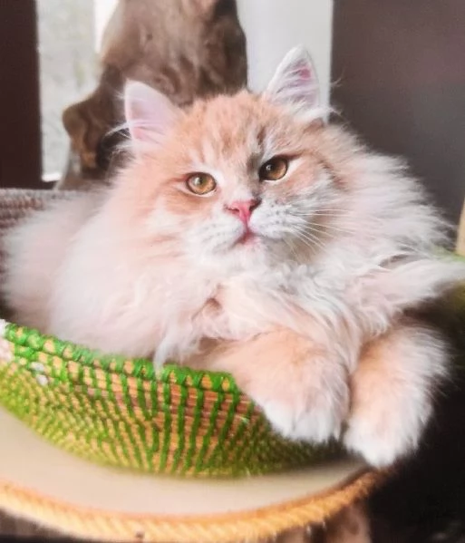 gattini siberiani cercano casa | Foto 4