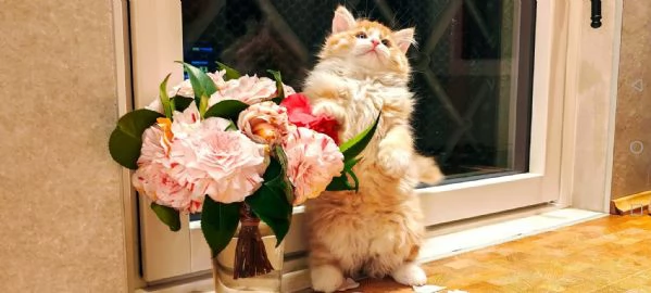 gattini siberiani cercano casa