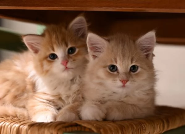 gattini siberiani cercano casa | Foto 3