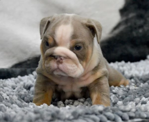 cuccioli bulldog inglesi eccezionali per adozione