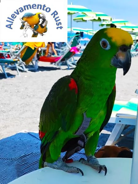 pappagallo amazzone fronte gialla 2.0