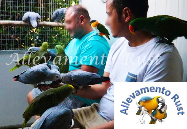 pappagallo amazzone fronte gialla 2.0 | Foto 0