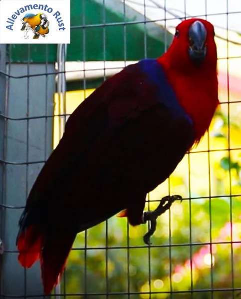 pappagallo ecletto 2.0 | Foto 1