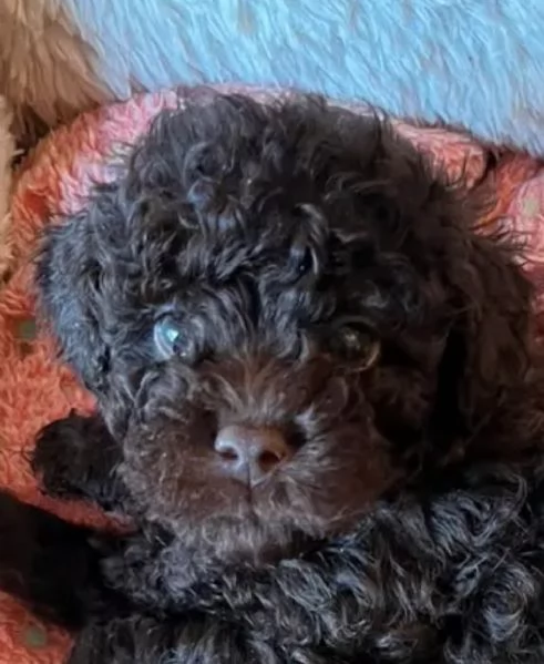 Barboncini toy cioccolato Pedigree  | Foto 5