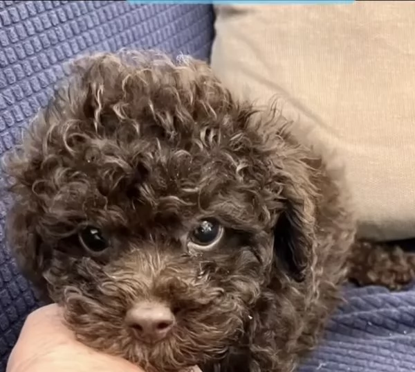 Barboncini toy cioccolato Pedigree  | Foto 4