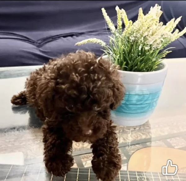 Barboncini toy cioccolato Pedigree  | Foto 3