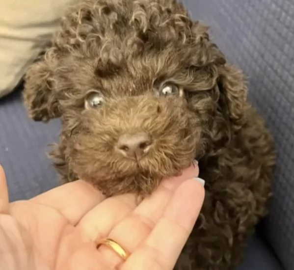 Barboncini toy cioccolato Pedigree  | Foto 2