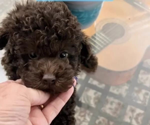 Barboncini toy cioccolato Pedigree  | Foto 1