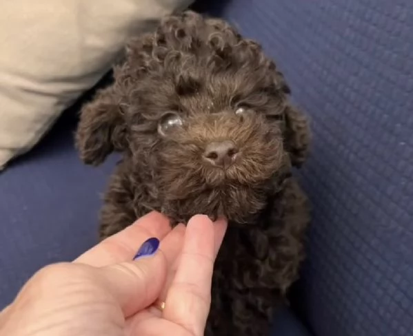 Barboncini toy cioccolato Pedigree  | Foto 0