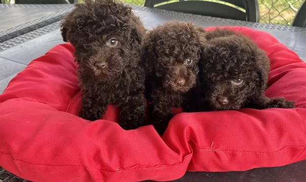 Barboncini toy cioccolato Pedigree 