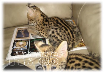bengal, savana, e lince gattini