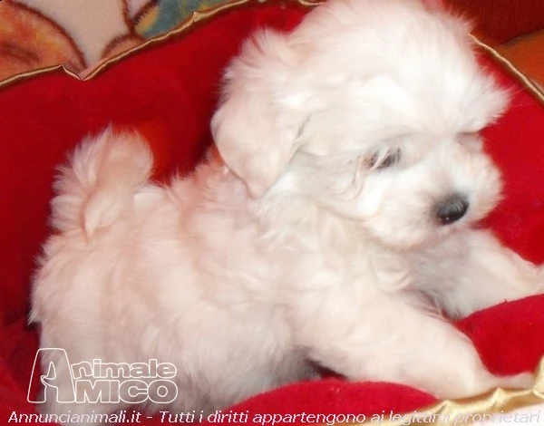 maltesi cuccioli
