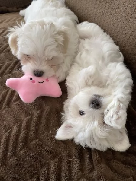 maltesi cuccioli | Foto 1
