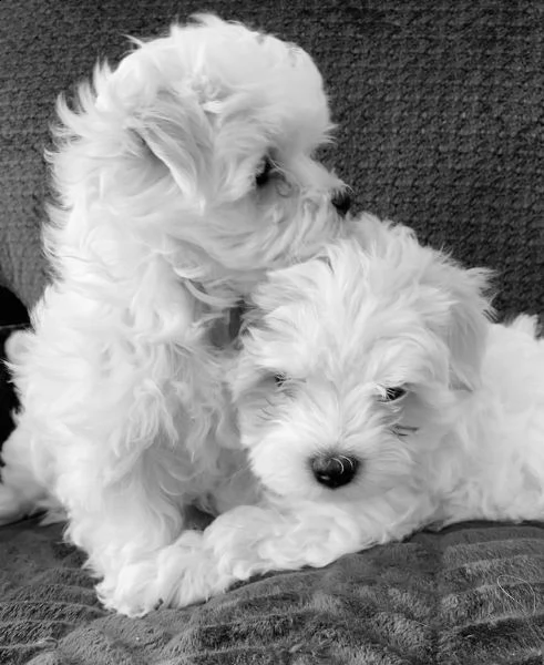 maltesi cuccioli | Foto 0