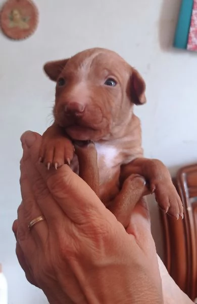 Cuccioli Cirneco dell'Etna da allevamento 
