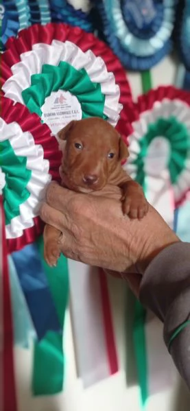 Cuccioli Cirneco dell'Etna da allevamento  | Foto 5