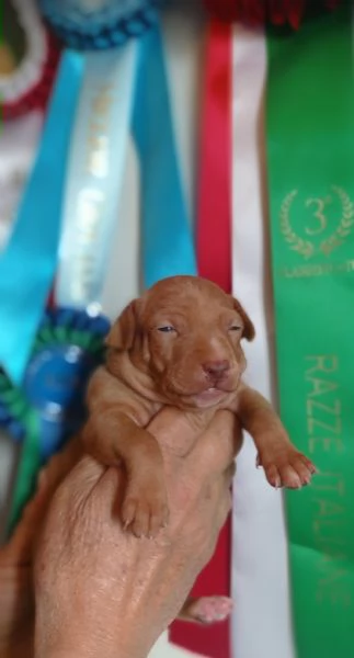 Cuccioli Cirneco dell'Etna da allevamento  | Foto 4