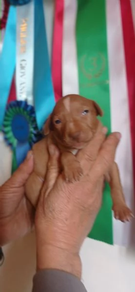 Cuccioli Cirneco dell'Etna da allevamento  | Foto 3