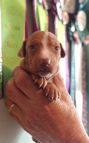 Cuccioli Cirneco dell'Etna da allevamento  | Foto 2
