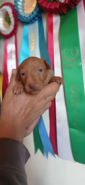 Cuccioli Cirneco dell'Etna da allevamento  | Foto 1