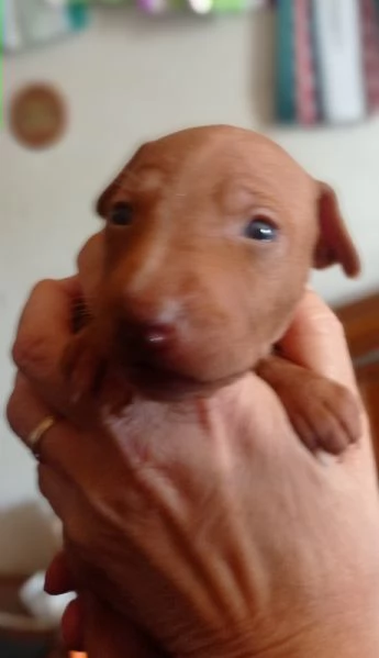 Cuccioli Cirneco dell'Etna da allevamento  | Foto 0