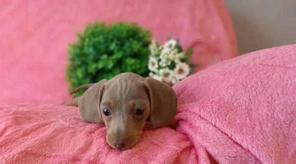 Bassotto color  isabella  | Foto 1