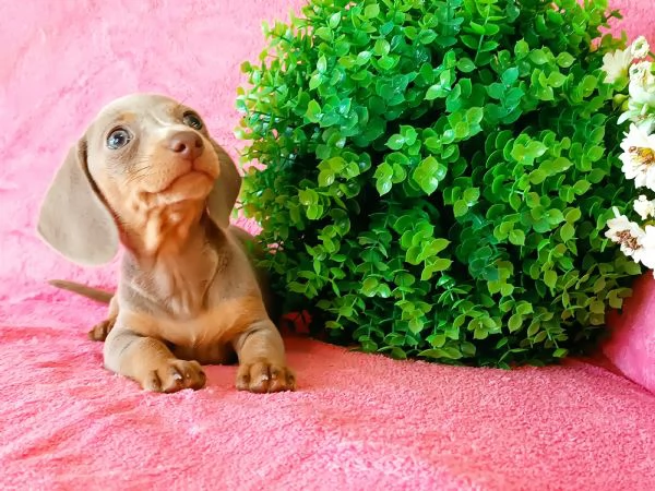 Bassotto color  isabella 