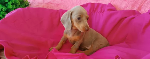 Bassotto color  isabella  | Foto 0