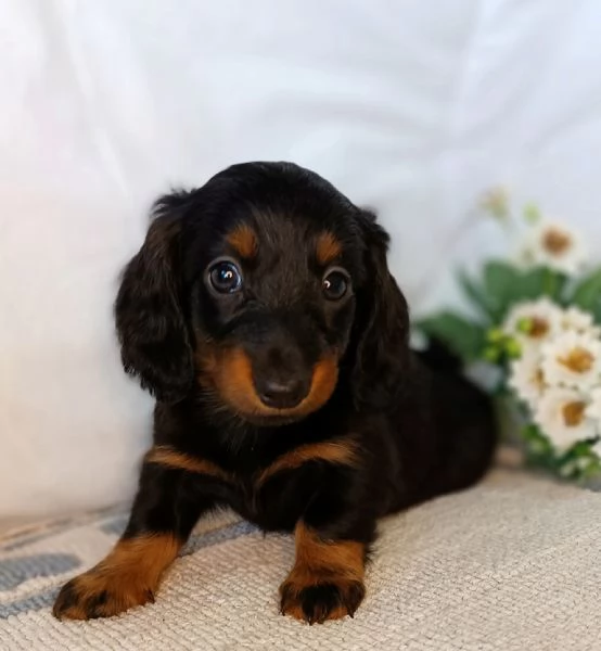 Bassotto pelo lungo  | Foto 0