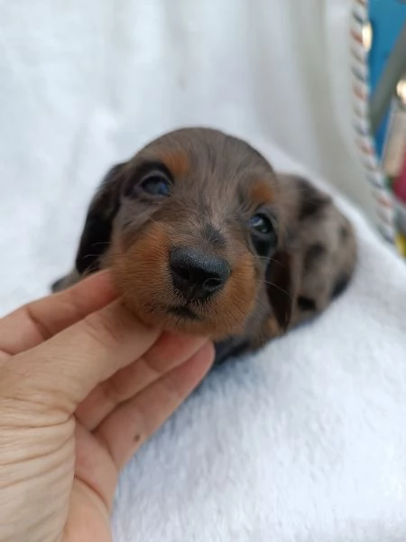 Bassotto arlecchino pelo lungo  | Foto 2